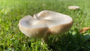 Photo soup cream mushroom